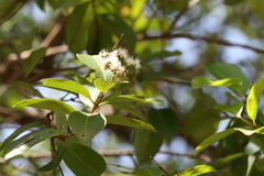 Syzygium caryophyllatum